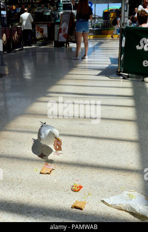 Aringa Gabbiano (Larus argentatus) mangiare un panino di prosciutto sul piazzale di Eastbourne stazione ferroviaria, e Sussex, Inghilterra, Regno Unito. Foto Stock