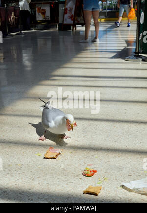 Aringa Gabbiano (Larus argentatus) mangiare un panino di prosciutto sul piazzale di Eastbourne stazione ferroviaria, e Sussex, Inghilterra, Regno Unito. Foto Stock