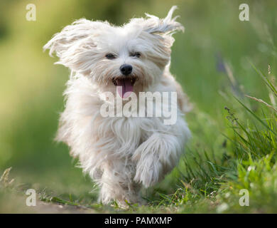 Havanese. Cane adulto in esecuzione su un percorso verso la telecamera. Germania Foto Stock