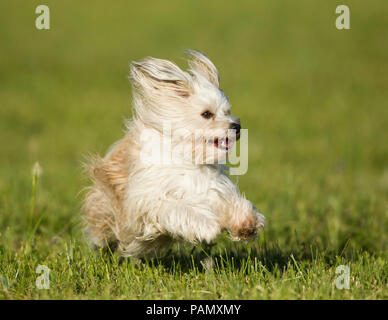 Havanese. Cane adulto in esecuzione su un prato. Germania Foto Stock