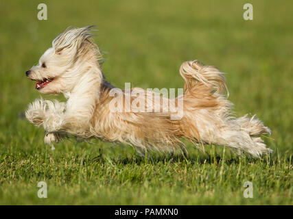 Havanese. Cane adulto in esecuzione su un prato. Germania Foto Stock