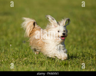 Havanese. Cane adulto in esecuzione su un prato. Germania Foto Stock