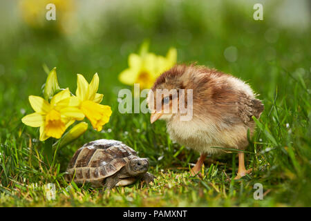 Welsummer pollo. Pollo e giovani sperone mediterraneo-thighed tartaruga, tartaruga greca (Testudo graeca) in prato fiorito in primavera. Germania
