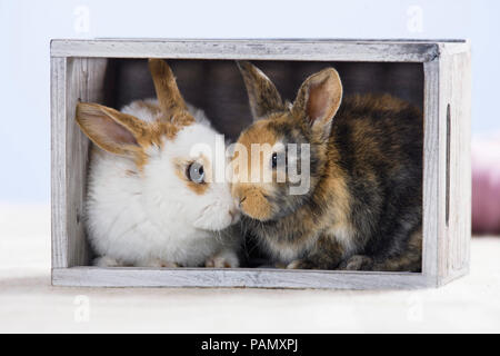 Coniglio nano. Due giovani in una scatola di legno. Germania Foto Stock