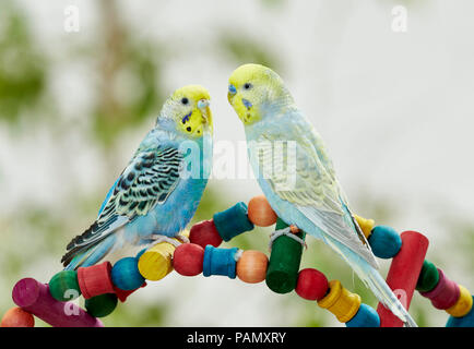 Rainbow Budgerigar, Budgie (Melopsittacus undulatus). Due adulti in piedi su un giocattolo multicolore. Germania Foto Stock