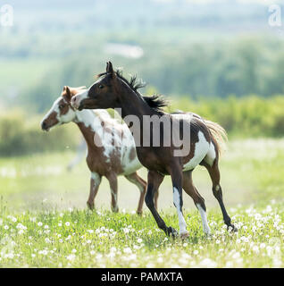 Pintabian. Due cavalli al galoppo su un pascolo. Germania Foto Stock