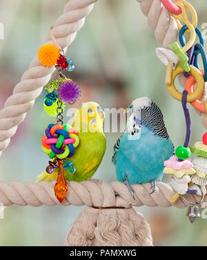 Budgerigar, Budgie (Melopsittacus undulatus). Due adulti arroccato su un altalena, realizzato da funi, accanto a un multicolore giocattoli. Germania Foto Stock