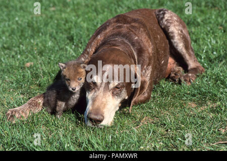 Amicizia animale: Tedesco Shorthaired puntatore e rosso giovane volpe (Vulpes vulpes) su un prato. Germania Foto Stock