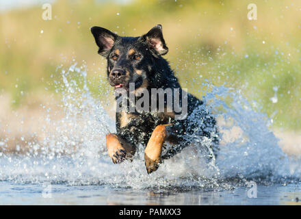 Mixed-razza cane. Cane adulto in esecuzione attraverso l'acqua. Germania Foto Stock