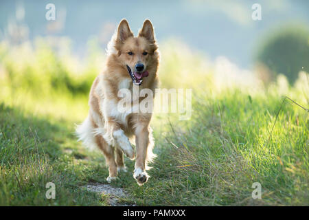 Mixed-razza cane. Adulto in esecuzione su un percorso verso la telecamera. Germania Foto Stock