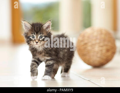 Norvegesi della Foresta Cat. Kitten camminando sul pavimento di piastrelle. Germania Foto Stock