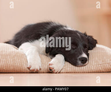 Border Collie. Cucciolo di dormire su un letto di pet. Germania Foto Stock