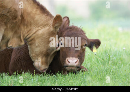 Tedesco di bovini Angus. Due vitelli di smorzamento su un pascolo. Germania Foto Stock