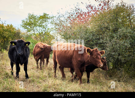 Tedesco di bovini Angus. Vacche e vitelli su un pascolo, in autunno. Germania Foto Stock