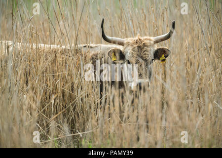 Ricreato uro, Heck Bovini (Bos primigenius primigenius). Adulto nascondere in reed. Germania Foto Stock