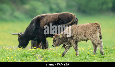 Ricreato uro, Heck Bovini (Bos primigenius primigenius). Mucca e vitello su un prato. Germania Foto Stock