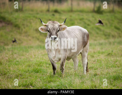 Bovini domestici, grigio tirolese di bestiame. Mucca su un prato. La Baviera, Germania Foto Stock