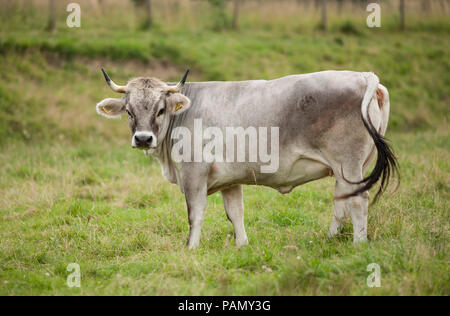 Bovini domestici, grigio tirolese di bestiame. Mucca su un prato. La Baviera, Germania Foto Stock