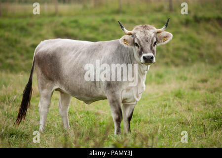 Bovini domestici, grigio tirolese di bestiame. Mucca su un prato. La Baviera, Germania Foto Stock