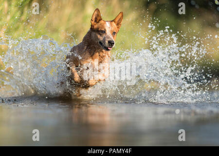 Miniature pinscher in esecuzione attraverso gli spruzzi d'acqua. Germania.. Foto Stock