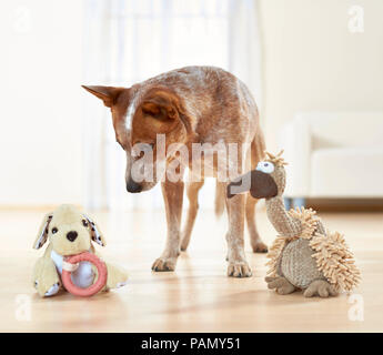 Miniature pinscher. Adulto guarda con sospetto a due animali di peluche. Germania.. Foto Stock