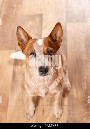 Miniature pinscher seduto sul pavimento in parquet, guardando verso l'alto. Germania. Foto Stock