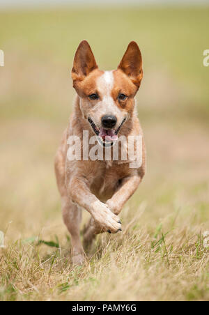 Miniature pinscher. Adulto in esecuzione in un prato. Germania. Foto Stock