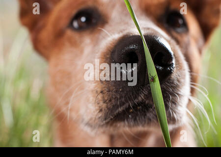 Castor bean tick (Ixodes ricinus). Femmina su una lama di erba con Miniature pinscher in background. Germania Foto Stock