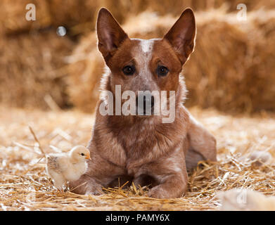 Miniature pinscher e un pollo pulcino in un granaio. Germania.. Foto Stock