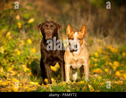 Il Labrador Retriever e Miniature pinscher. Due adulti in piedi accanto a ciascun altro su un prato in autunno. Germania. Foto Stock