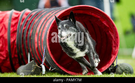 Miniature pinscher corre attraverso un tunnel in un'Agility corso Germania .. Foto Stock