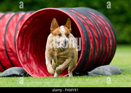 Miniature pinscher corre attraverso un tunnel in un'Agility corso Germania .. Foto Stock