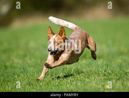 Miniature pinscher. Adulto in esecuzione in un prato. Germania. Foto Stock