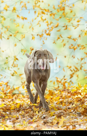 Weimaraner. Cane adulto a piedi nella figliata di foglia. Germania Foto Stock