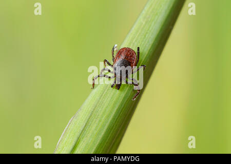 Castor bean tick (Ixodes ricinus) su una lama di erba. Germania Foto Stock