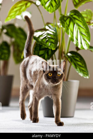 Gatto birmano. Adulto a piedi nella parte anteriore di una pianta in vaso. Germania Foto Stock