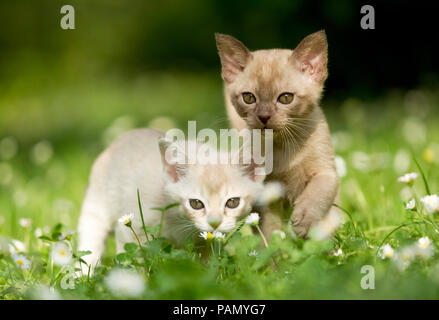 Gatto birmano. Due gattini su un prato con la fioritura margherite. Germania Foto Stock