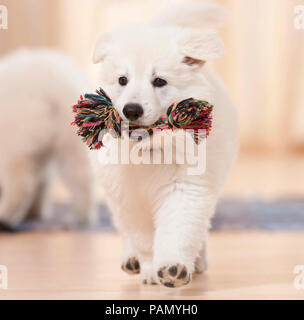 Pastore Svizzero bianco cane. Un cucciolo porta un giocattolo colorato corda attraverso un appartamento. Germania Foto Stock