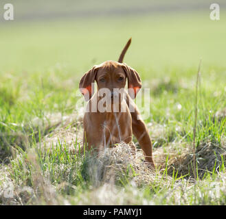 Magyar Vizsla, Ungherese Vizsla. Puppy in piedi sul prato. Germania Foto Stock