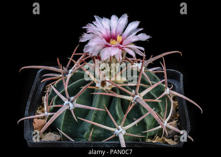 Cactus Echinocactus texensis con fiore isolato su nero Foto Stock