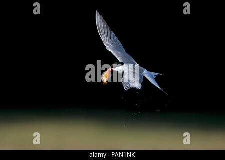 Tern comune (Sterna hirundo) Foto Stock