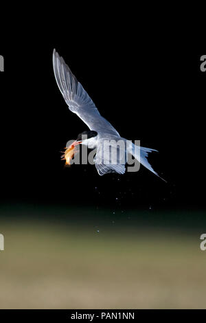 Tern comune (Sterna hirundo) Foto Stock