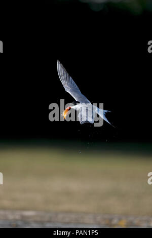 Tern comune (Sterna hirundo) Foto Stock