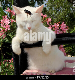 Gatto Bianco con uno scarabeo rinoceronte sul suo capo Foto Stock