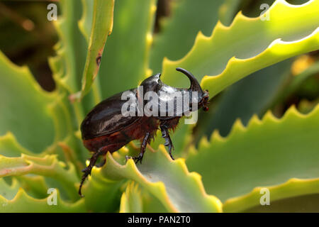 Scarabeo rinoceronte, Oryctes nasiconis, camminando su una pianta verde Foto Stock