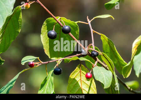 Wild Black cherry / rum cherry / montagna amarena (Prunus serotina) close-up di foglie e mature e frutti immaturi in estate Foto Stock