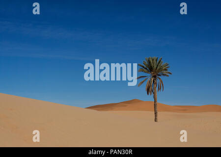 Palma Lone nel deserto del Sahara Foto Stock