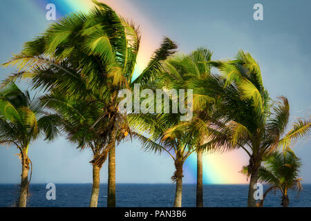 Palme e rainbow, Puna distretto, Hawaii Foto Stock