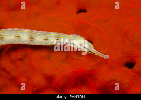 Questo giallo scarabocchiati pipefish, Corythoichthys sp, è una specie di senza nome che è stata confusa con C. haematopterus e/o C. flavofasciatus. La r Foto Stock