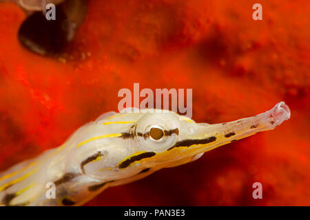 Questo giallo scarabocchiati pipefish, Corythoichthys sp, è una specie di senza nome che è stata confusa con C. haematopterus e/o C. flavofasciatus. La r Foto Stock